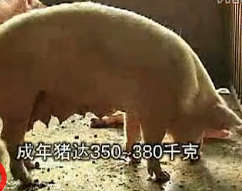 养猪户必知的养猪技术 