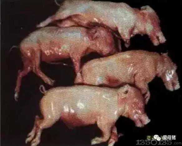 根据母猪“死胎”图片判断死胎原因及处理方法